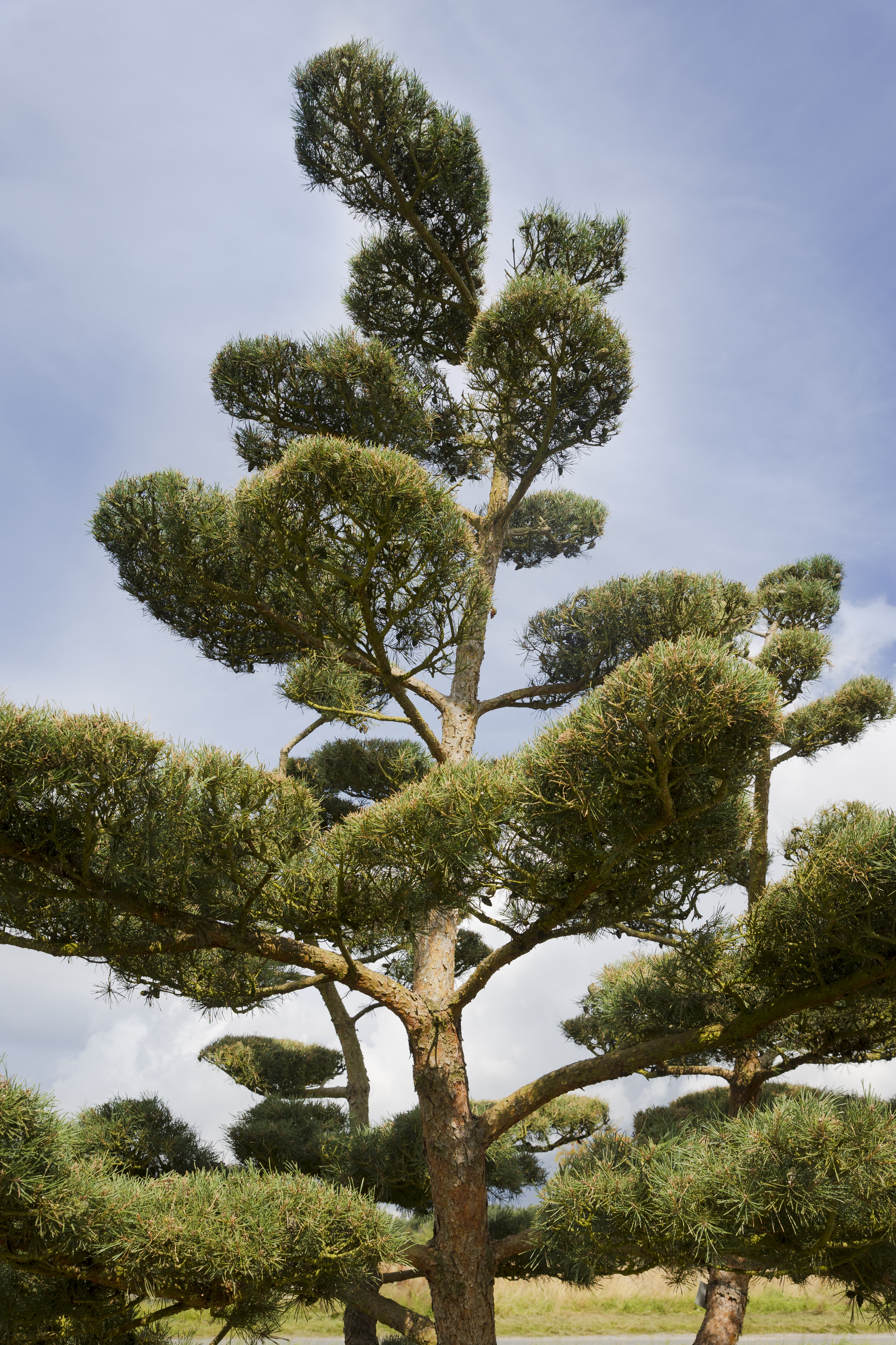 Pinus sylvestris 'Norske Typ' Unikat